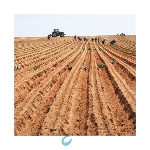 고창의 농부는 김밭에 봄과 더불어 농사를 시작 했다. 2022.03.20 ( 사진 / 김성백 기자)