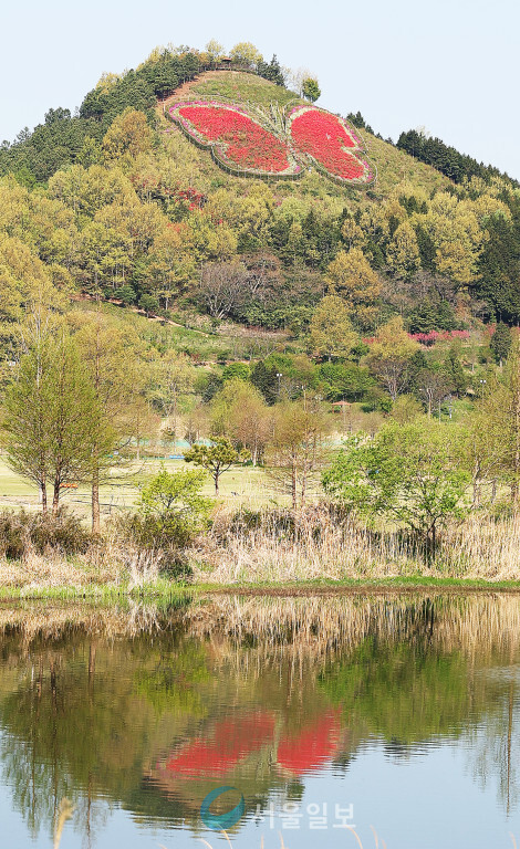 함평, 수산봉 나비동산 철쭉 ‘만개’  (사진/함평군청)