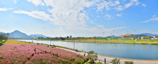 ‘장성 황룡강 가을꽃축제’가 8일부터 16일까지 9일간 열린다. (사진/장성군청)
