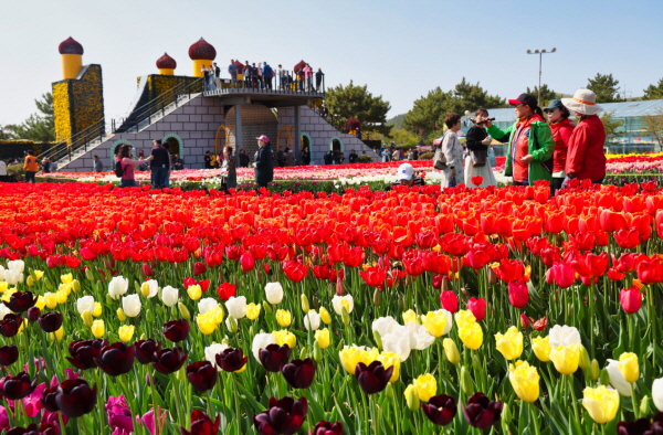 태안군에서 260만 송이의 튤립을 만날 수 있는 봄꽃 축제가 펼쳐진다. (사진/태안군) 