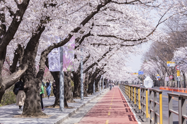 영등포구가 29일부터 봄의 대표 축제인 ‘여의도 봄꽃축제’를 전면 개최한다. (사진/영등포구) 