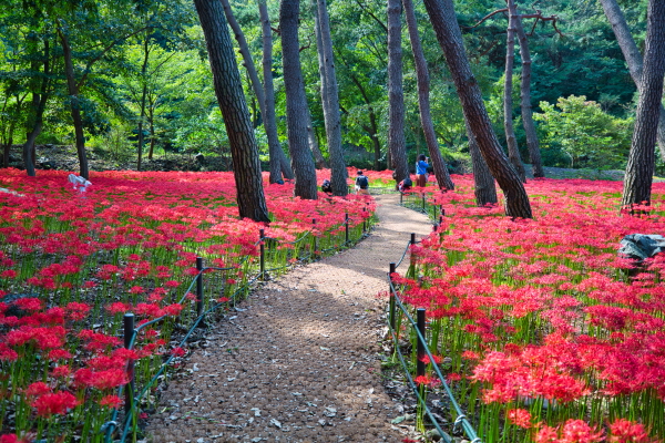 더위 먹은 가을 부르는 붉은 손짓“꽃무릇 보러오세요~”     (사진/보령시) 