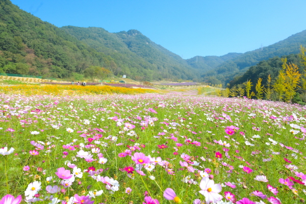 음성 봉학정원에 꽃잔치가 열렸습니다     (사진/음성군) 