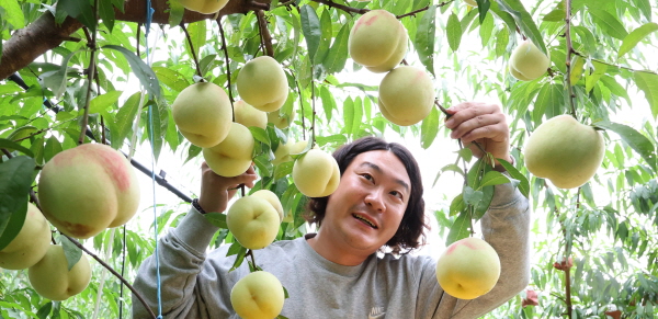 눈꽃복숭아 ‘설도’ 첫 수확  (사진/함양군) 