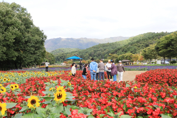 ‘가을꽃의 향연’ 함양 상림공원  (사진/함양군) 