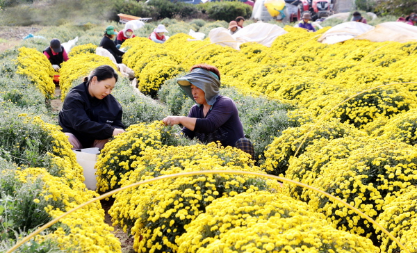 의령 칠곡면 신포리에 핀 샛노란 감국화     (사진/의령군) 