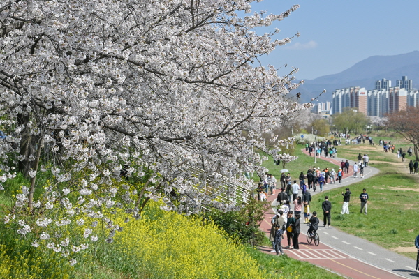광주 서구, 만개한 벚꽃길서 힐링해요~ (사진/광주 서구)