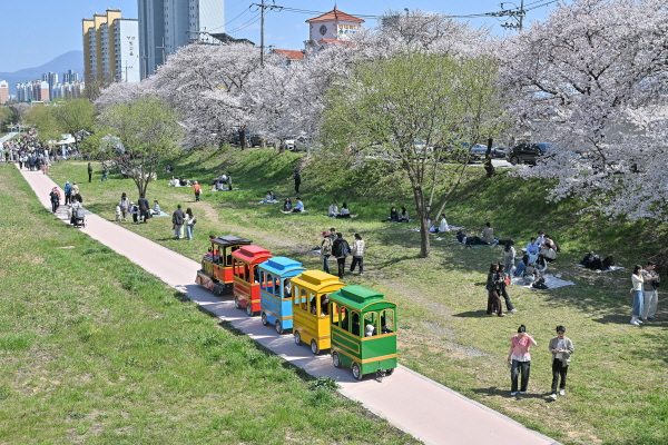 광주 서구, 만개한 벚꽃길서 힐링해요~ (사진/광주 서구)