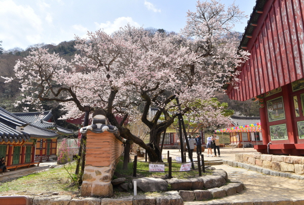 ‘대한민국 4대 매화’ 장성군 백양사 고불매 ‘절정’  (사진/장성군) 