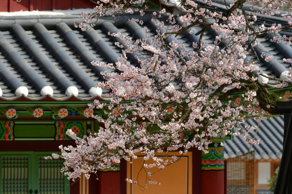 ‘대한민국 4대 매화’ 장성군 백양사 고불매 ‘절정’  (사진/장성군) 