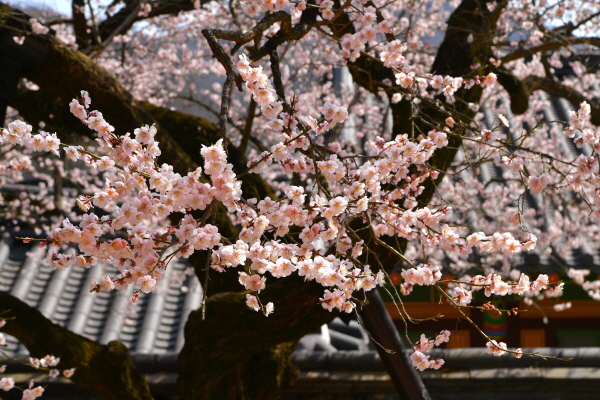 ‘대한민국 4대 매화’ 장성군 백양사 고불매 ‘절정’  (사진/장성군) 