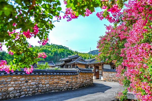 고려동 유적지, 붉게 핀 배롱나무와 어우러진 고즈넉한 풍경 (사진/함안군) 