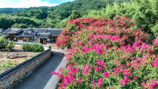 고려동 유적지, 붉게 핀 배롱나무와 어우러진 고즈넉한 풍경 (사진/함안군) 