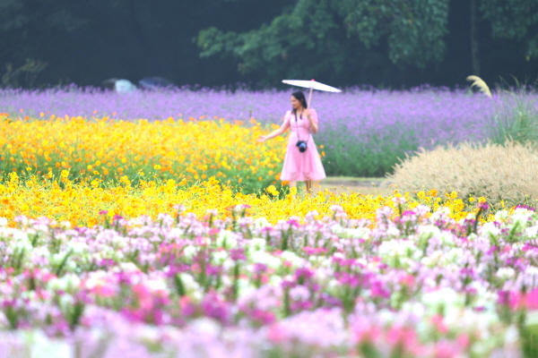 가을비 속 꽃구경 (사진=함양군) 