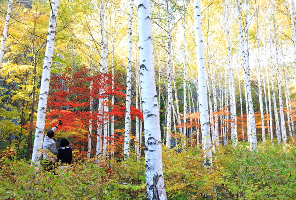 하얀 도화지 위 알록달록 단풍, 영양 자작나무숲 (사진/영양군) 